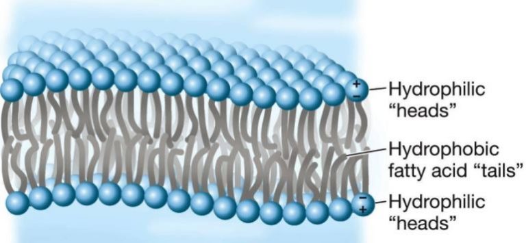 Hydrophilic layer - ASIANBIOPLEX.COM