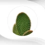 Feature-Images_Cactus