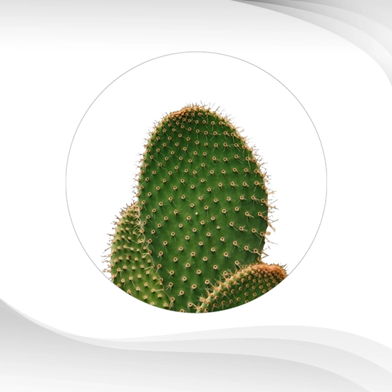 Cactus Extract Powder, 10% Polysaccharides, India : สารสกัดกระบองเพชร ชนิดผง